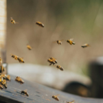 Why Bees Move Into Houses | Causes, Behavior & Prevention Guide