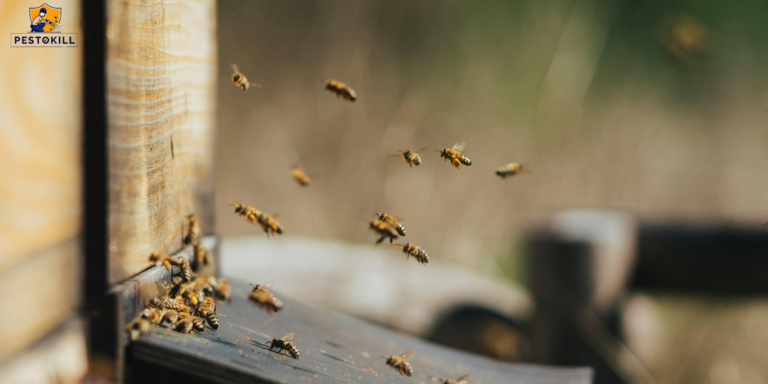 Why Bees Move Into Houses | Causes, Behavior & Prevention Guide