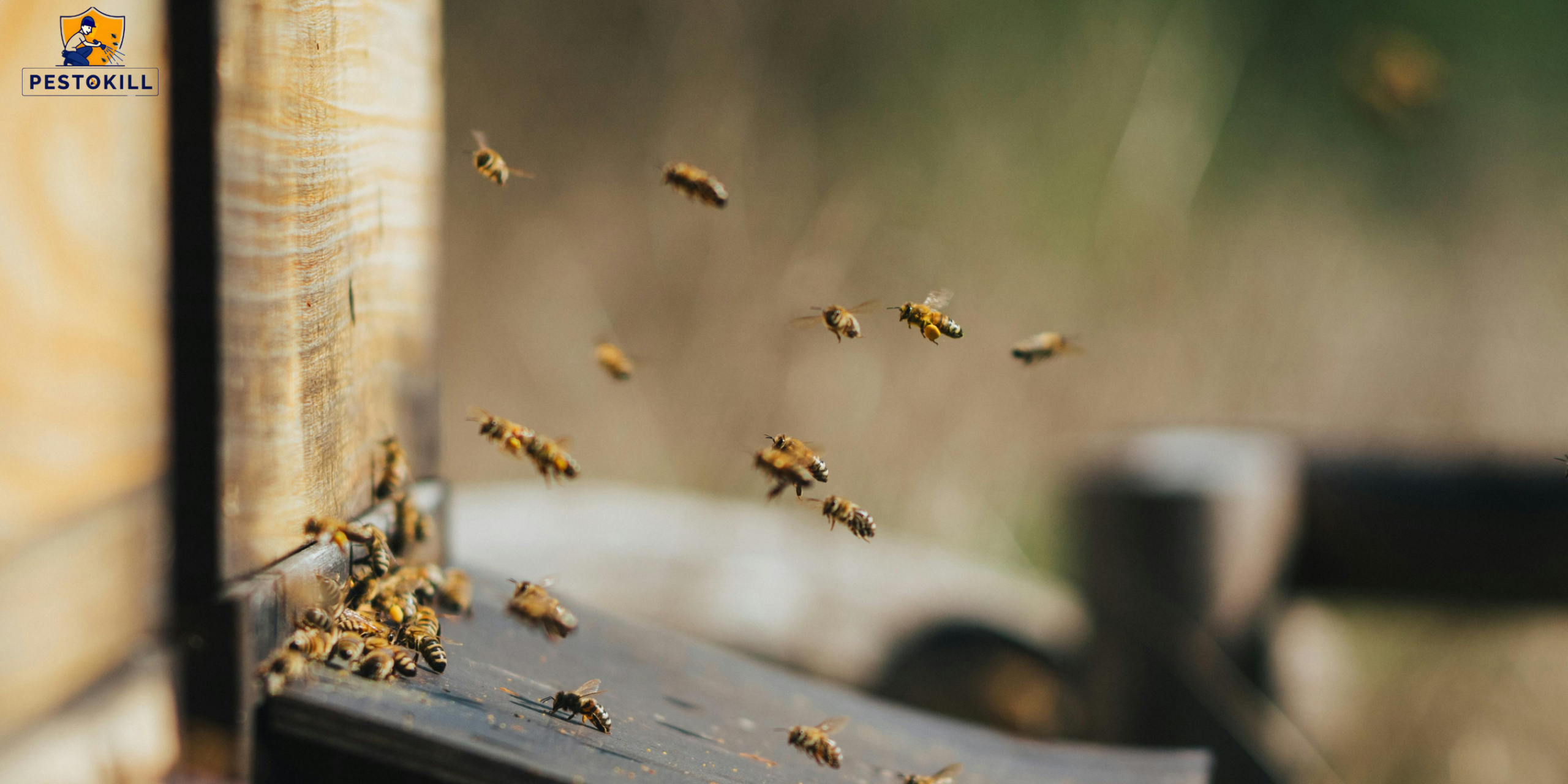 Why Bees Move Into Houses | Causes, Behavior & Prevention Guide